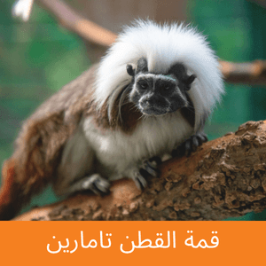 Cotton-top tamarin