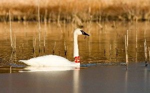 Iowa's story of Trumpeter Swans "trumpeting the cause for wetlands"