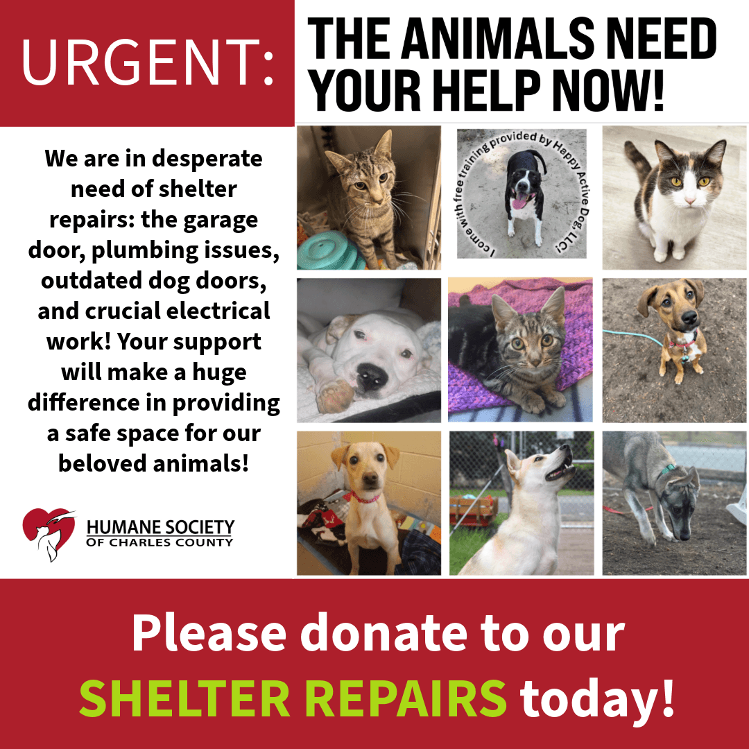 Shelter Repairs Campaign