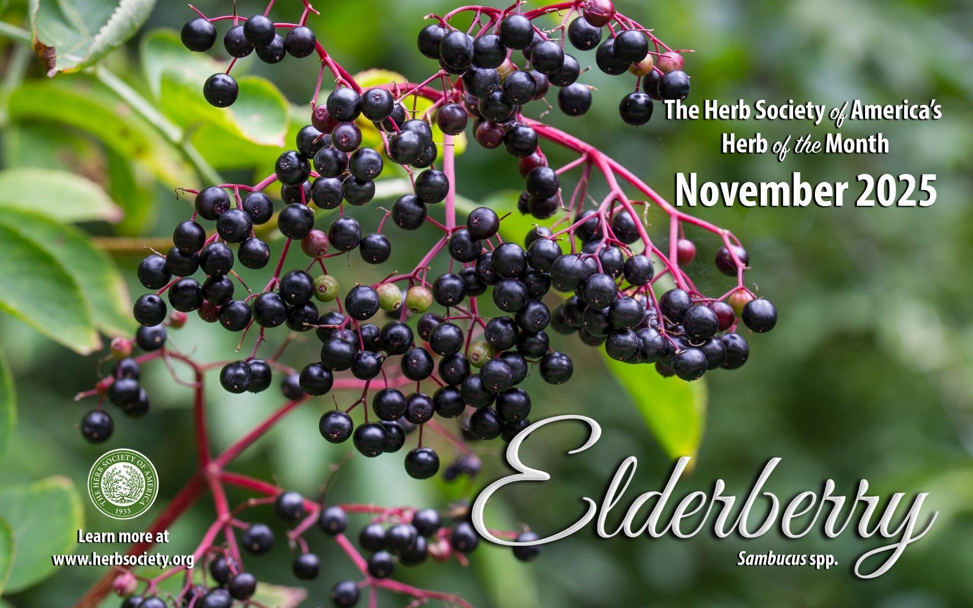 November Elderberry