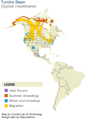 Tundra Swan distribution by season