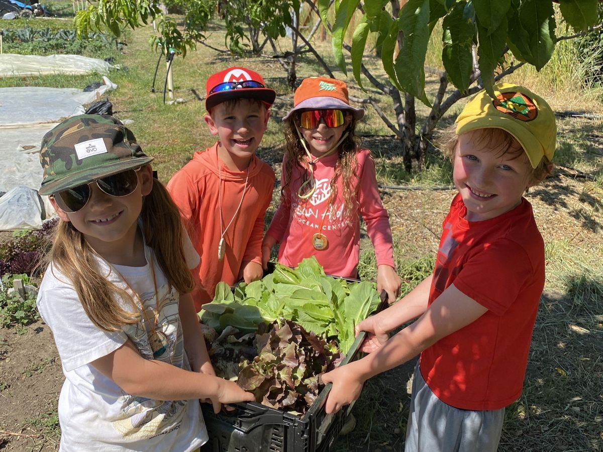 Four campers pose with a tote of lettuce they just harvested at a local farm during Soil to Snack Camp.