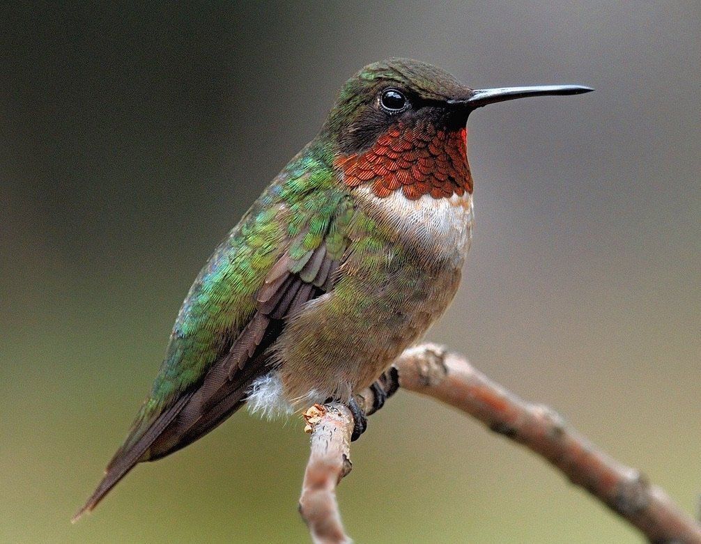 Male ruby-throated hummingbird