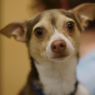 Beaker - ADOPTED
