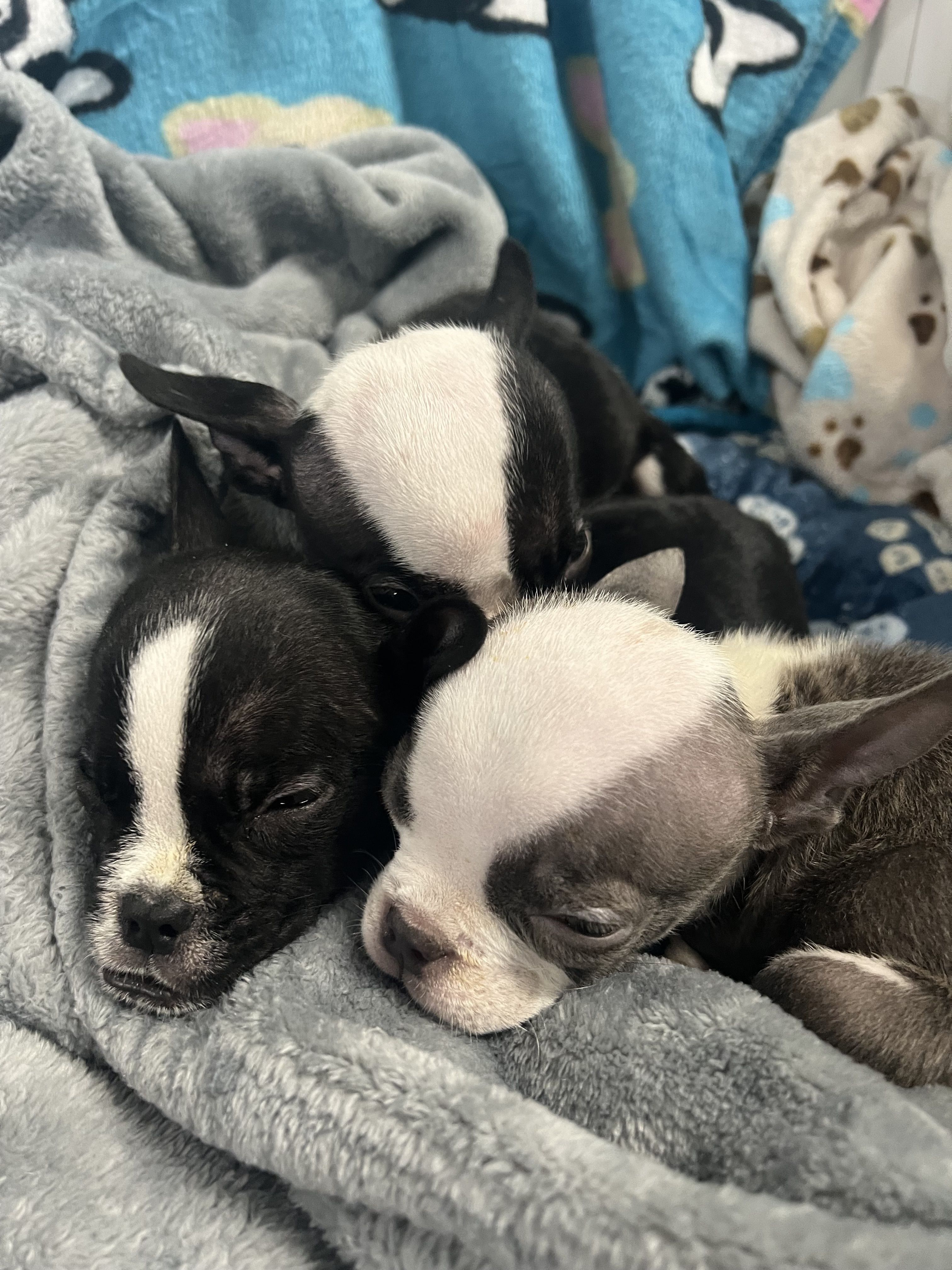 'Cold, sickly, and malnourished' puppies found abandoned outside in North Jersey (NorthJersey.com)