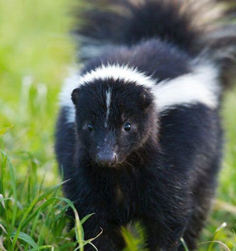 Skunks