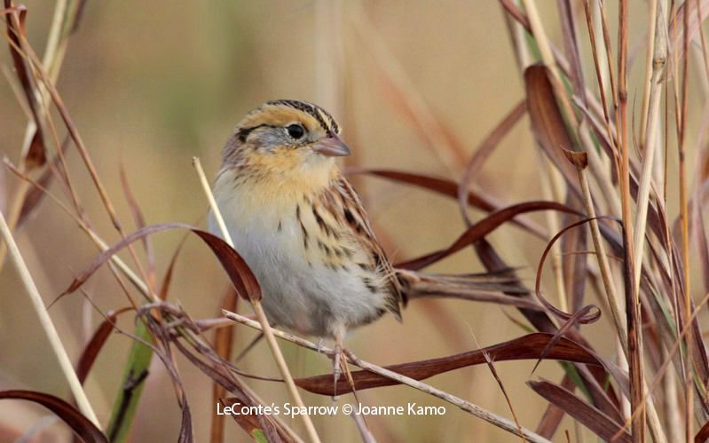 LeConte's Sparrow