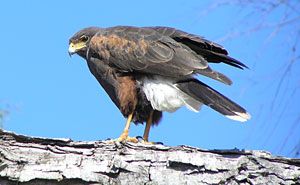 Harris's Hawk