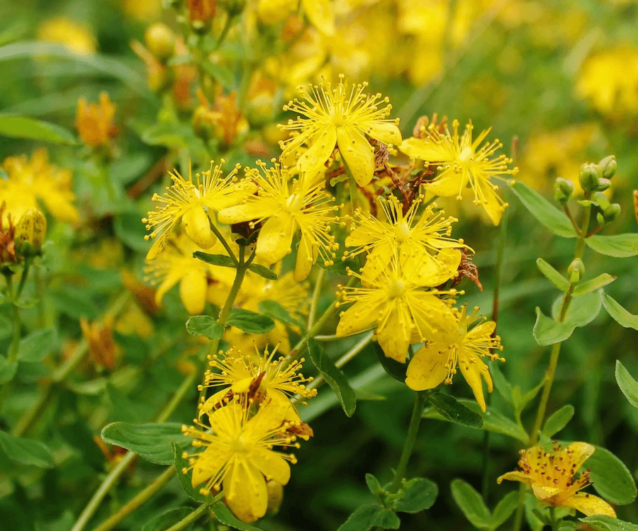 St Johnswort
