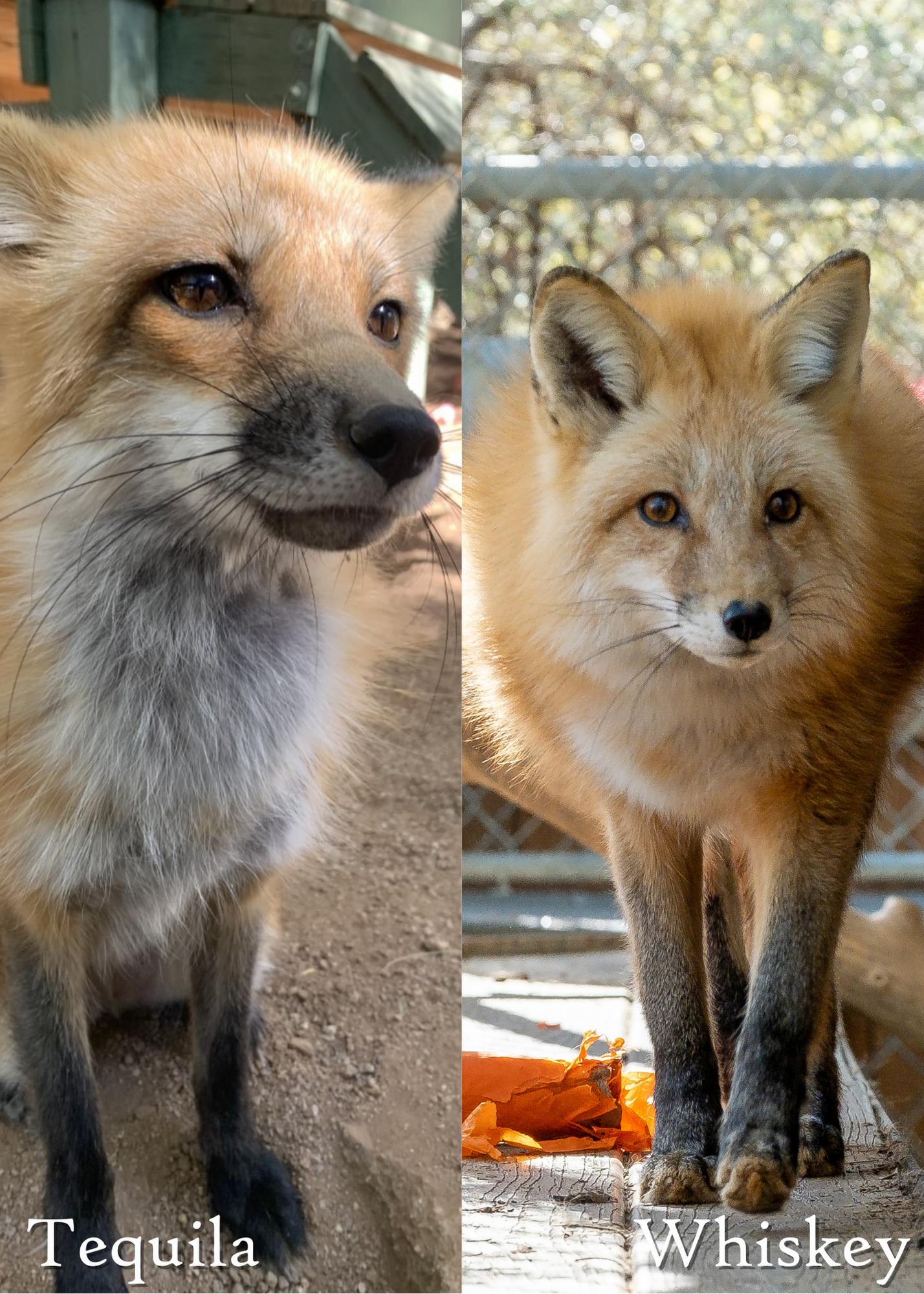 Whiskey & Tequila Red Foxes