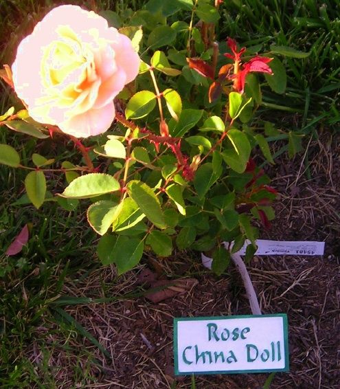 GA16670 - Ground Level Plant Name and Location Marker (Here for Rose) 