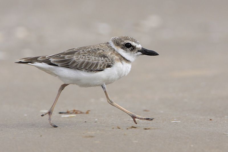 Wilson’s Plover 