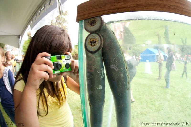 Pacific Lamprey, Your Ancient Neighbor