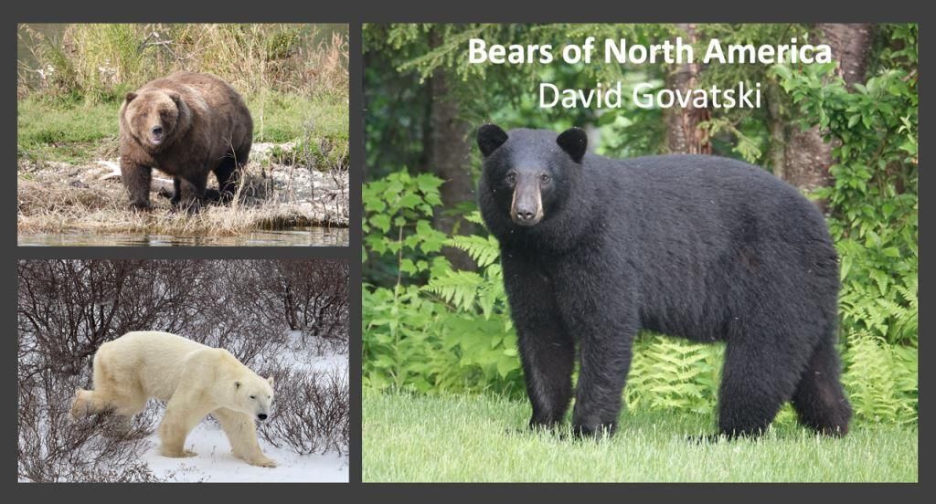 Bears