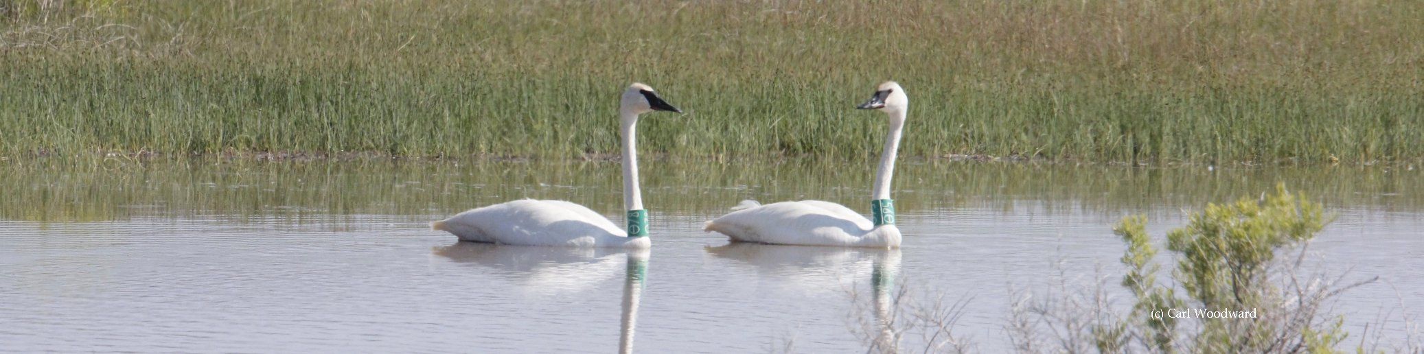 The Trumpeter Swan Society continues to work on swan restorations including the Oregon Restoration Project, a  partnership between TTSS, the Oregon Department of Fish and Wildlife and the United States Fish and Wildlife Service