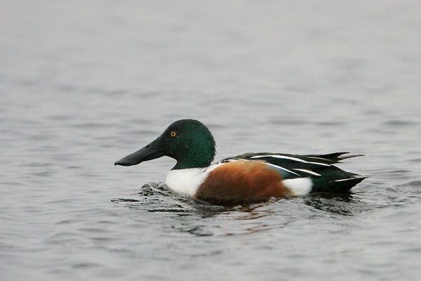 Northern Shoveler (male)