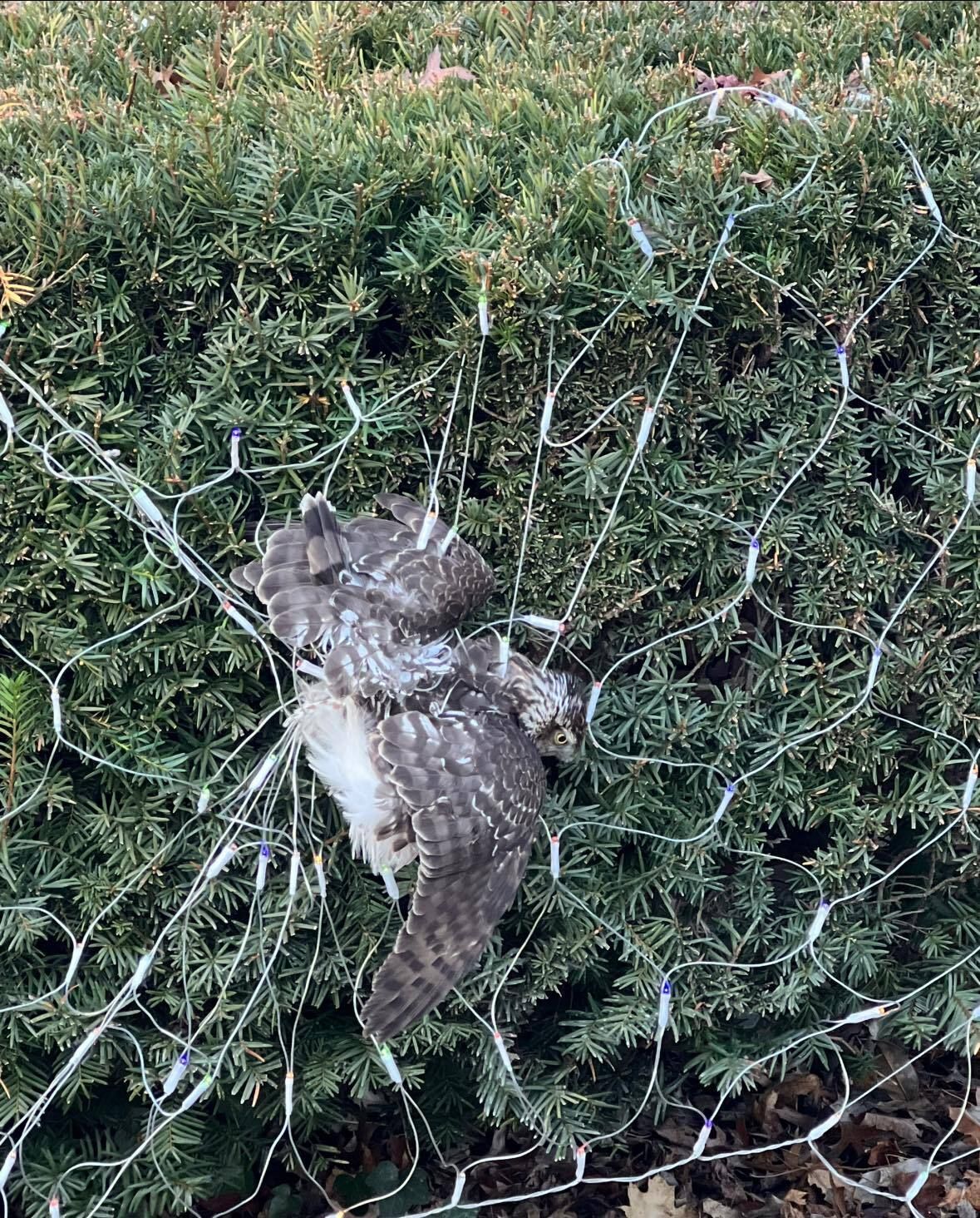 Cooper's hawk tangled in holiday net lights on a manicured shrub. Owl Moon Raptor Center.