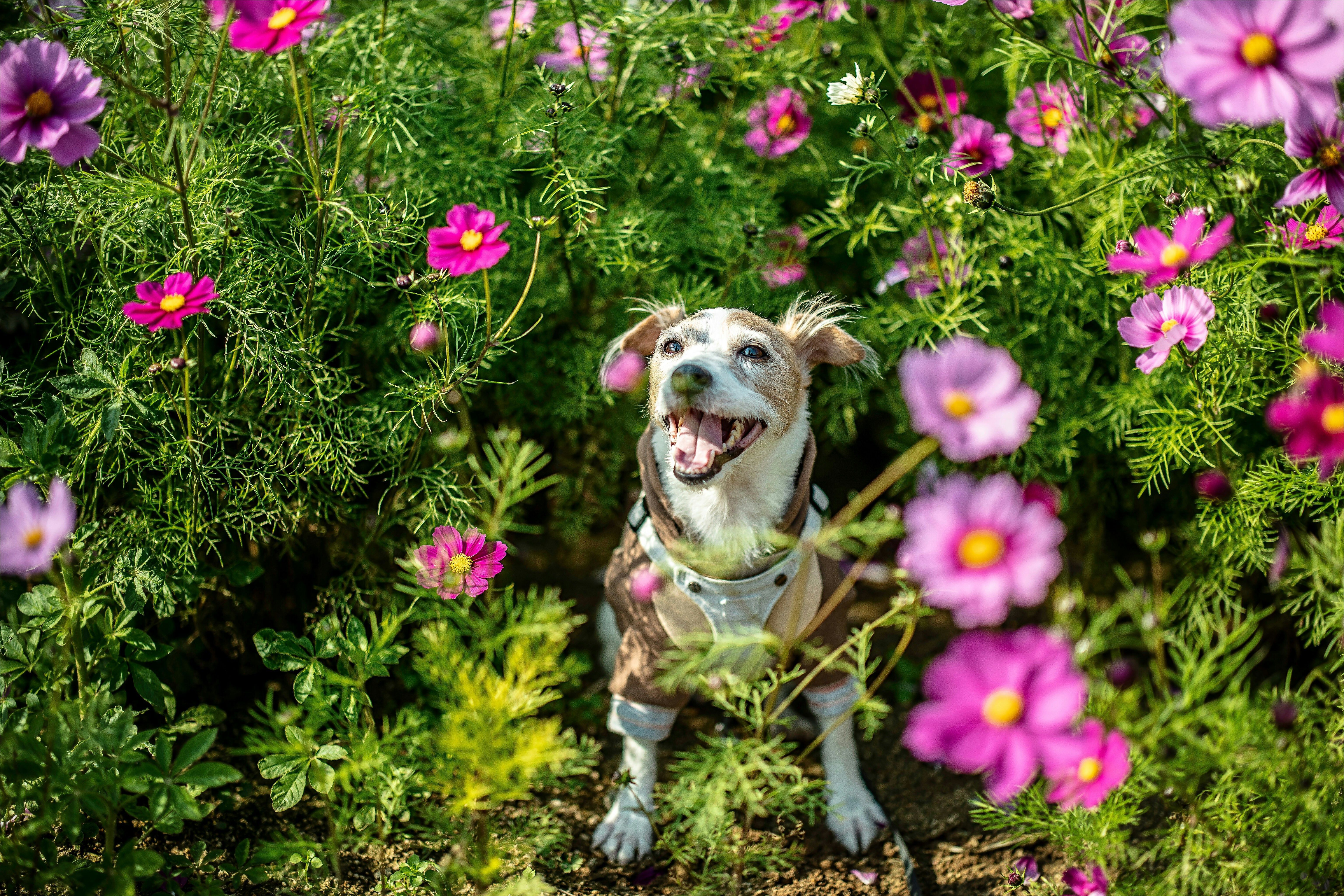 2027 CHS Pet Calendar Photo Contest