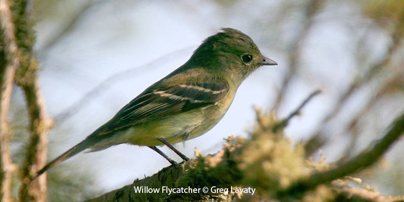 Willow Flycatcher