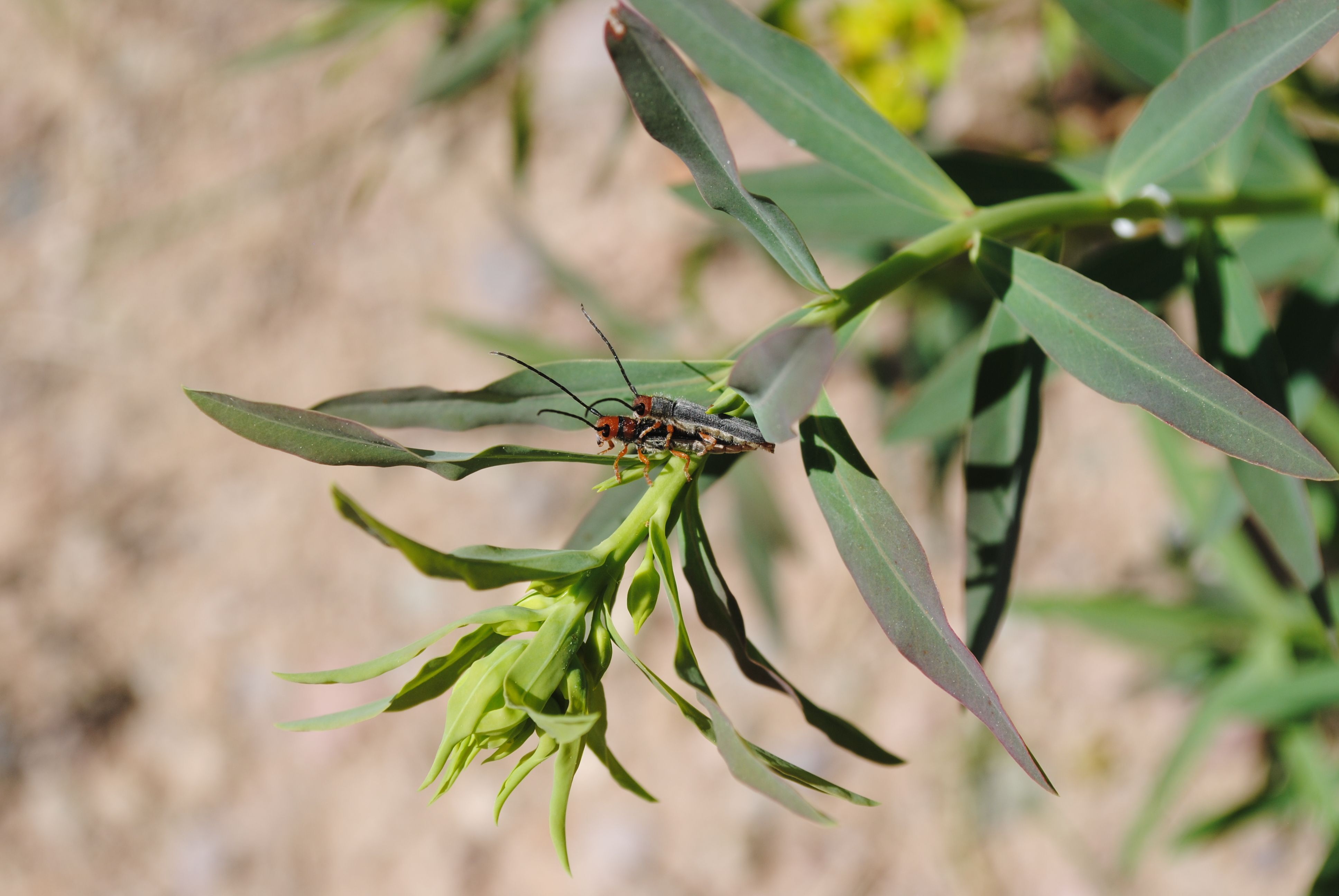 Red Headed Leafy Spurge Borer Beetle