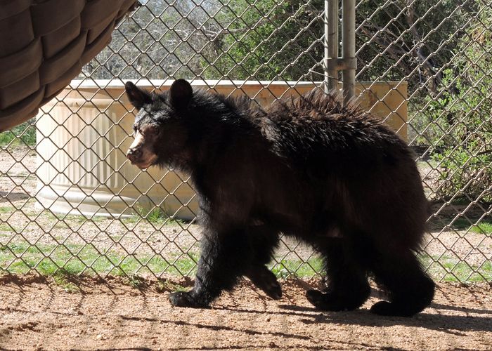Update on the Injured Bear Cub