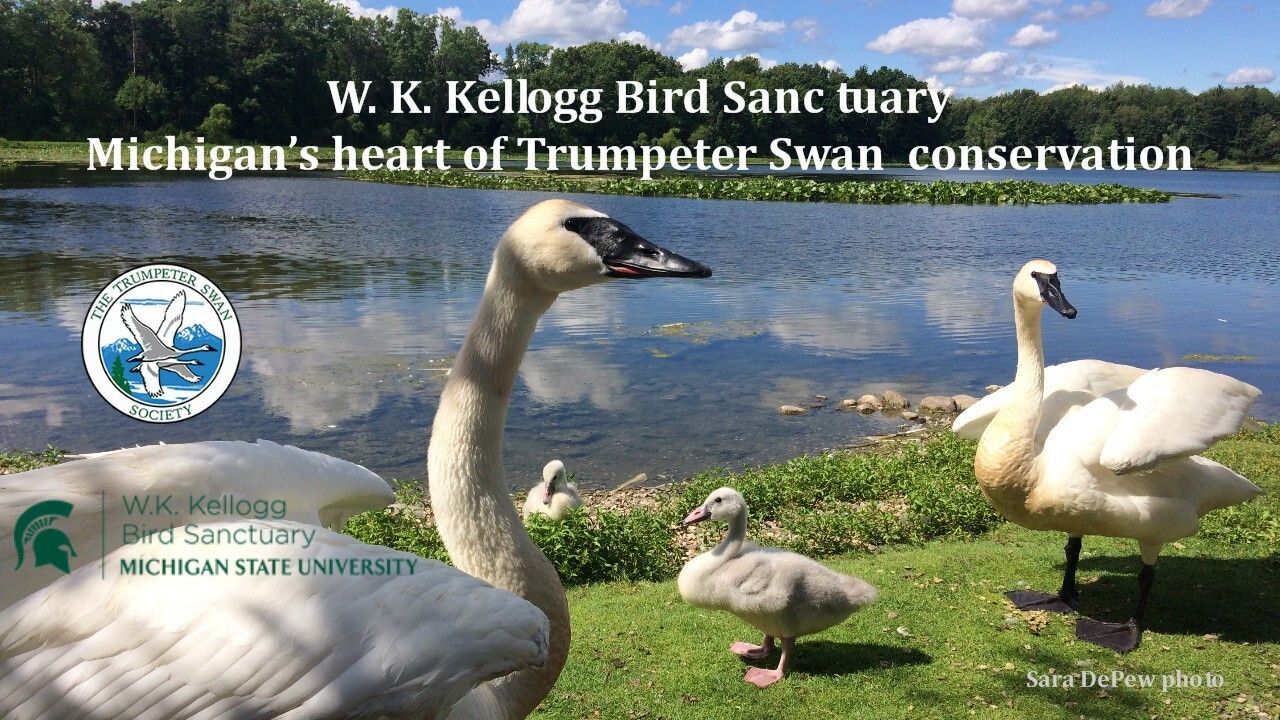 WEBINAR: W. K. Kellogg Bird Sanctuary: Michigan's heart of trumpeter swan conservation