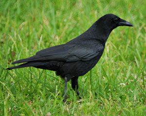 Beak of the Week: American Crow