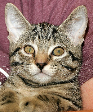 ALVINN