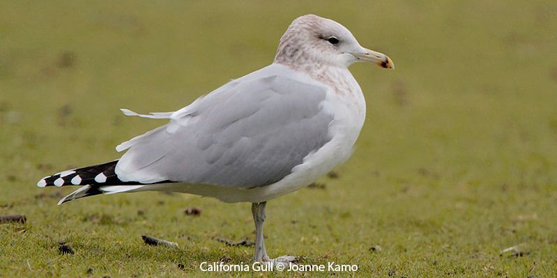 California Gull