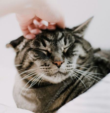 Petting a gray striped cat