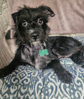 Abby Cadabby - ADOPTED