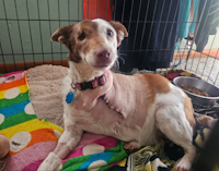 Mimi - ADOPTED