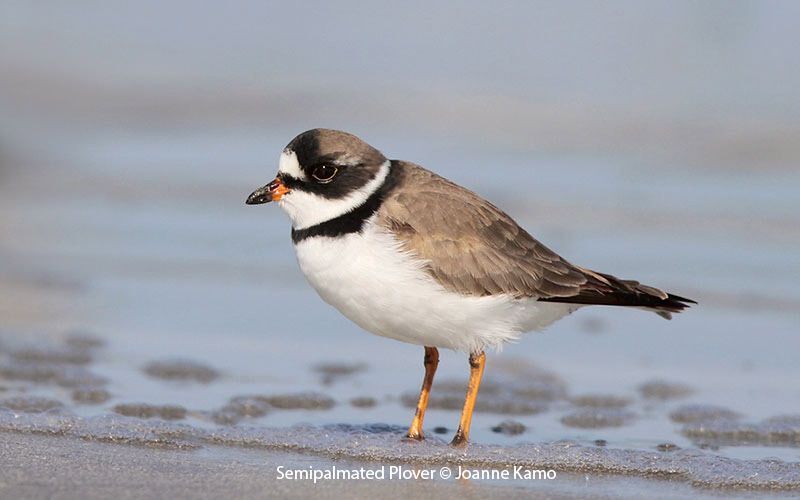 Semipalmated Plovers