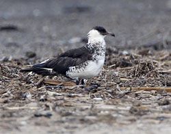 Pomarine Jaeger