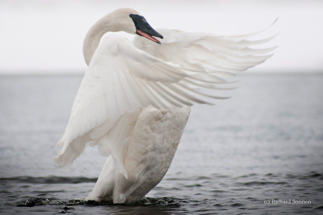 Wing display and open mouth of Trumpeter Swan