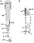 This picture shows the structural and functional similarities between photoreceptors and hair cells