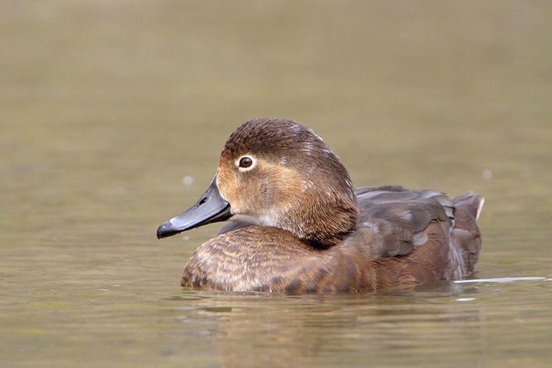 Redhead (female)