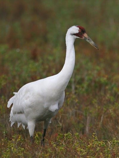 Whooping Crane