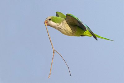 Monk Parakeet