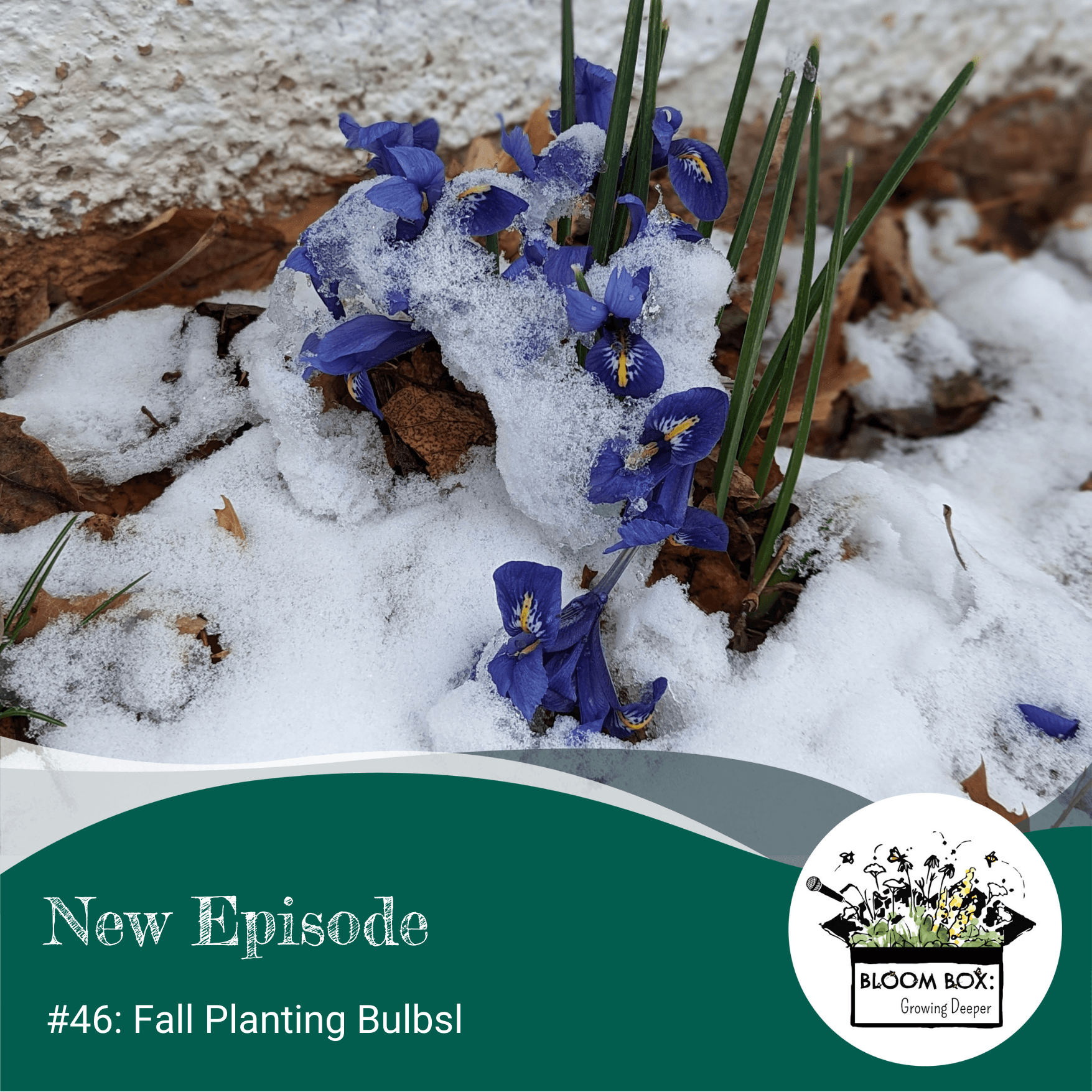 small, purple iris flowers with a dusting of snow.