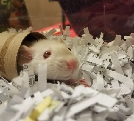 Pet Rats!