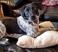 Lacy - ADOPTED