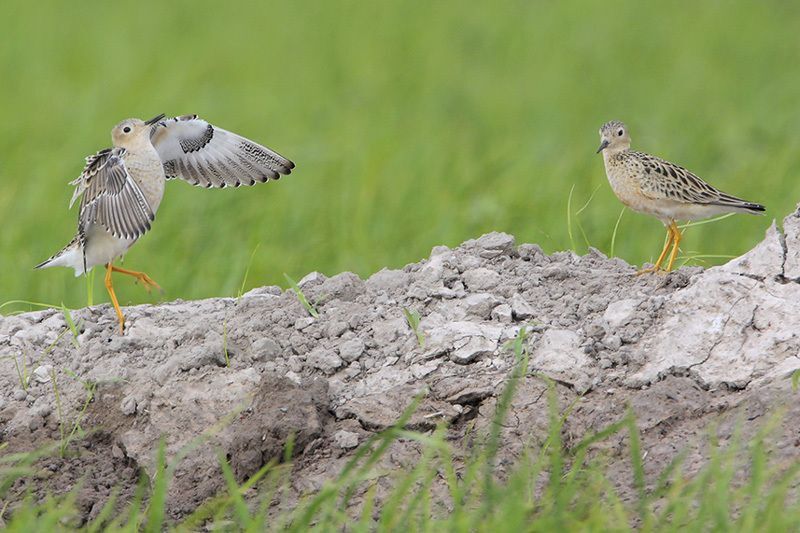 Buff-breasted Sandpipers