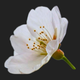 cherry blossom