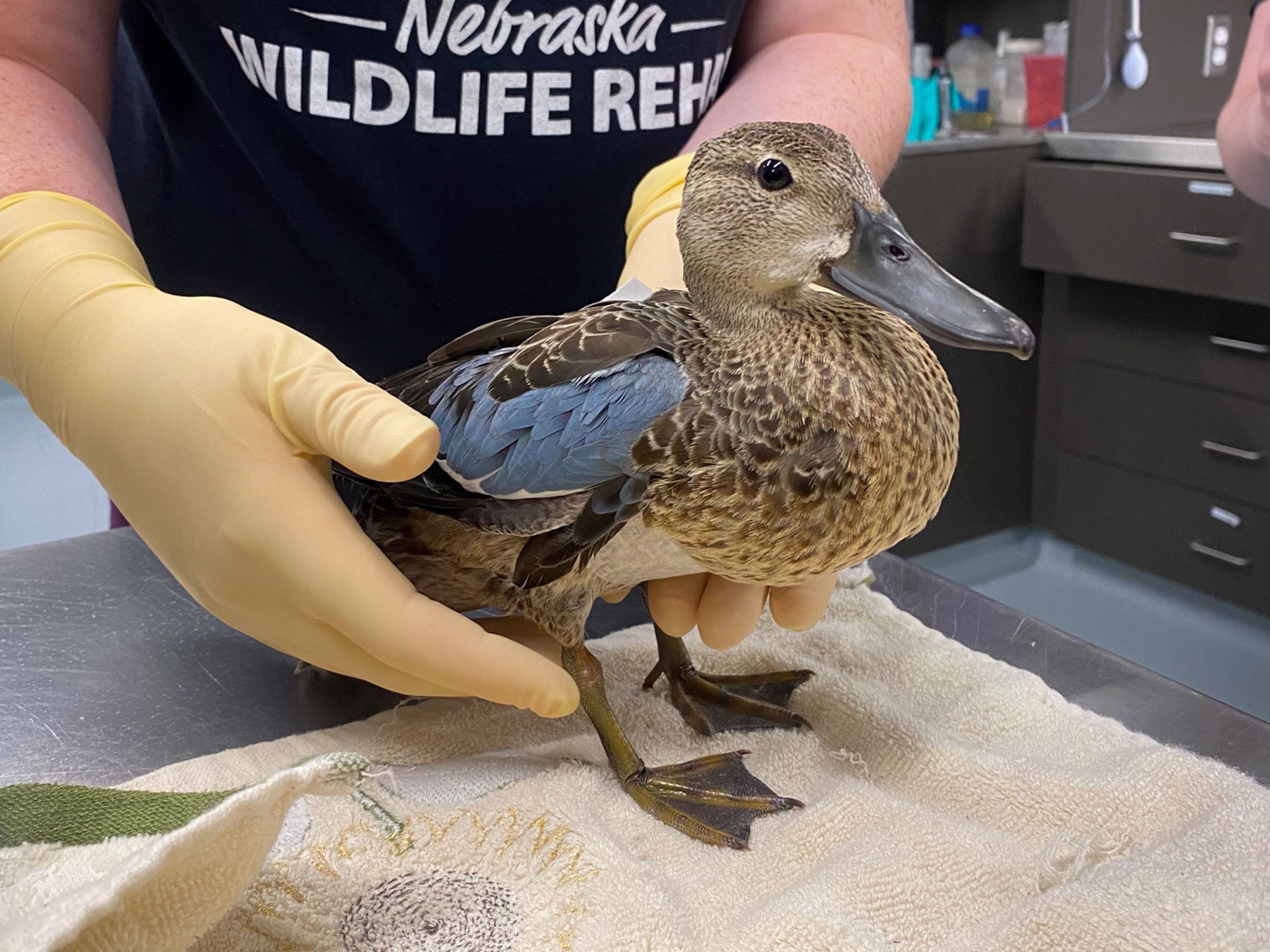 Blue Winged Teal Wildlife Rehabilitation Nebraska Wildlife Rehab