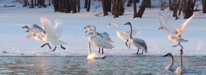 Trumpeter Swan sunset takeoff