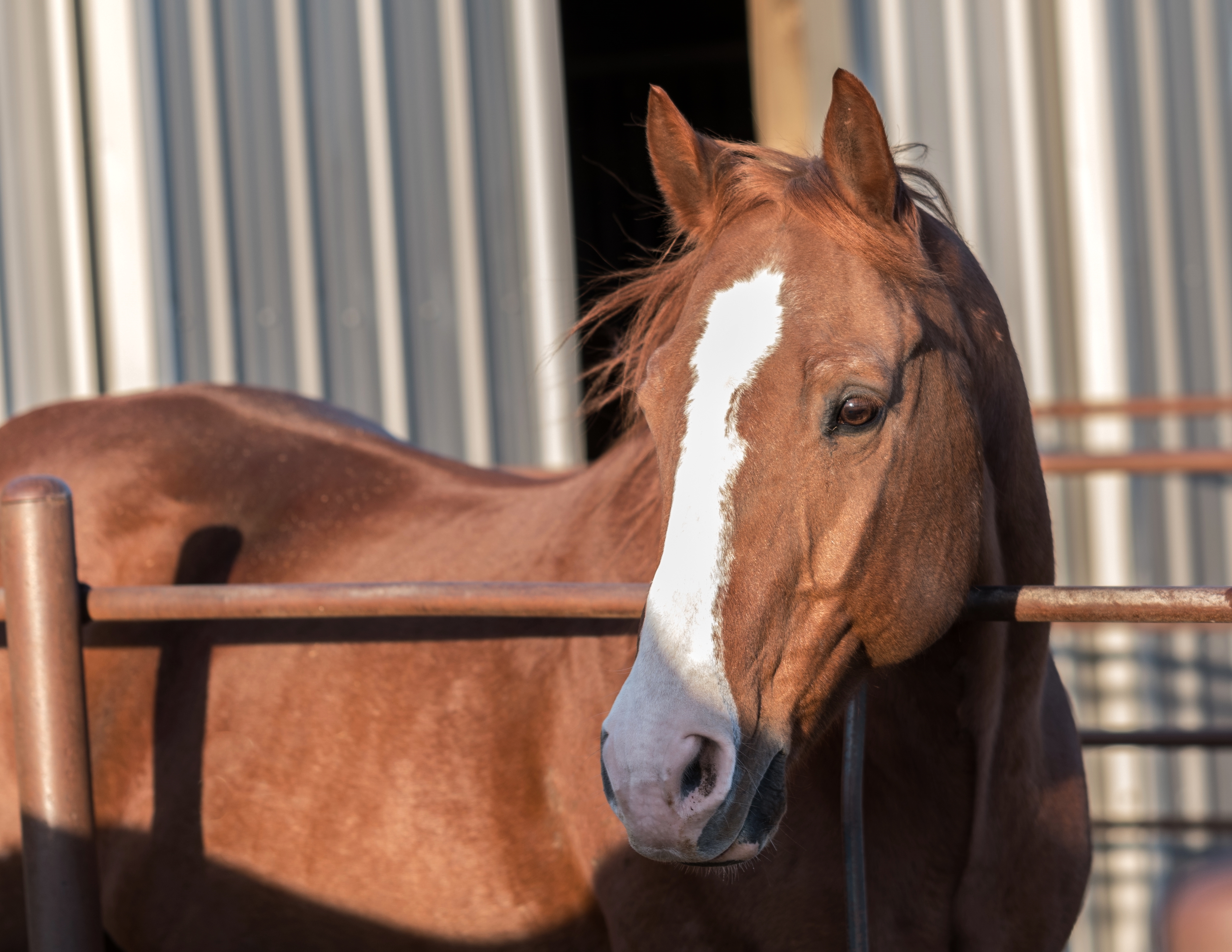 HEALTHY AS A HORSE - Session 2