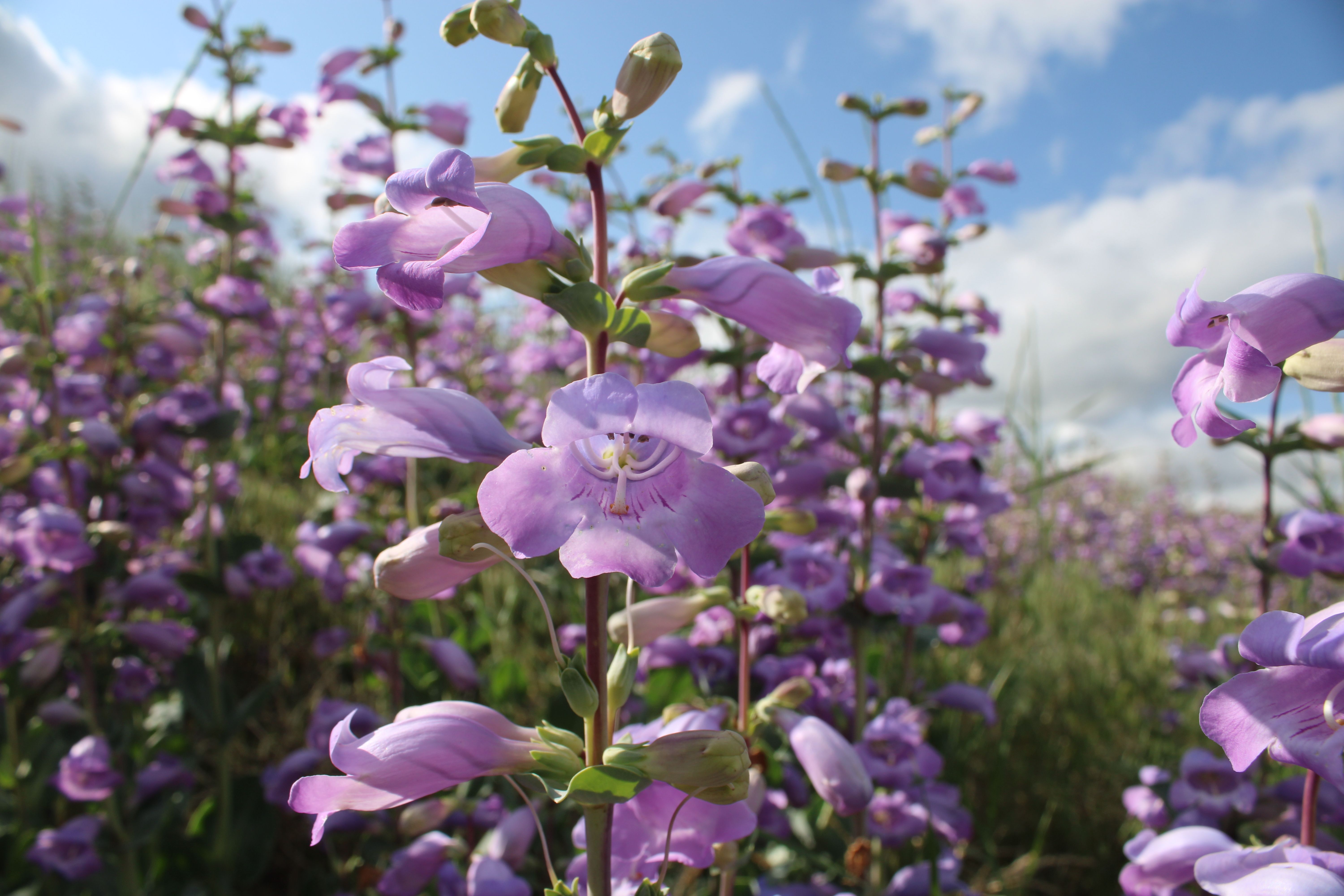 Purple shellleaf penstemon in bloom