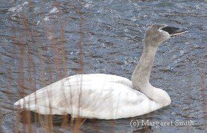 How can I tell if the swan I see is sick?