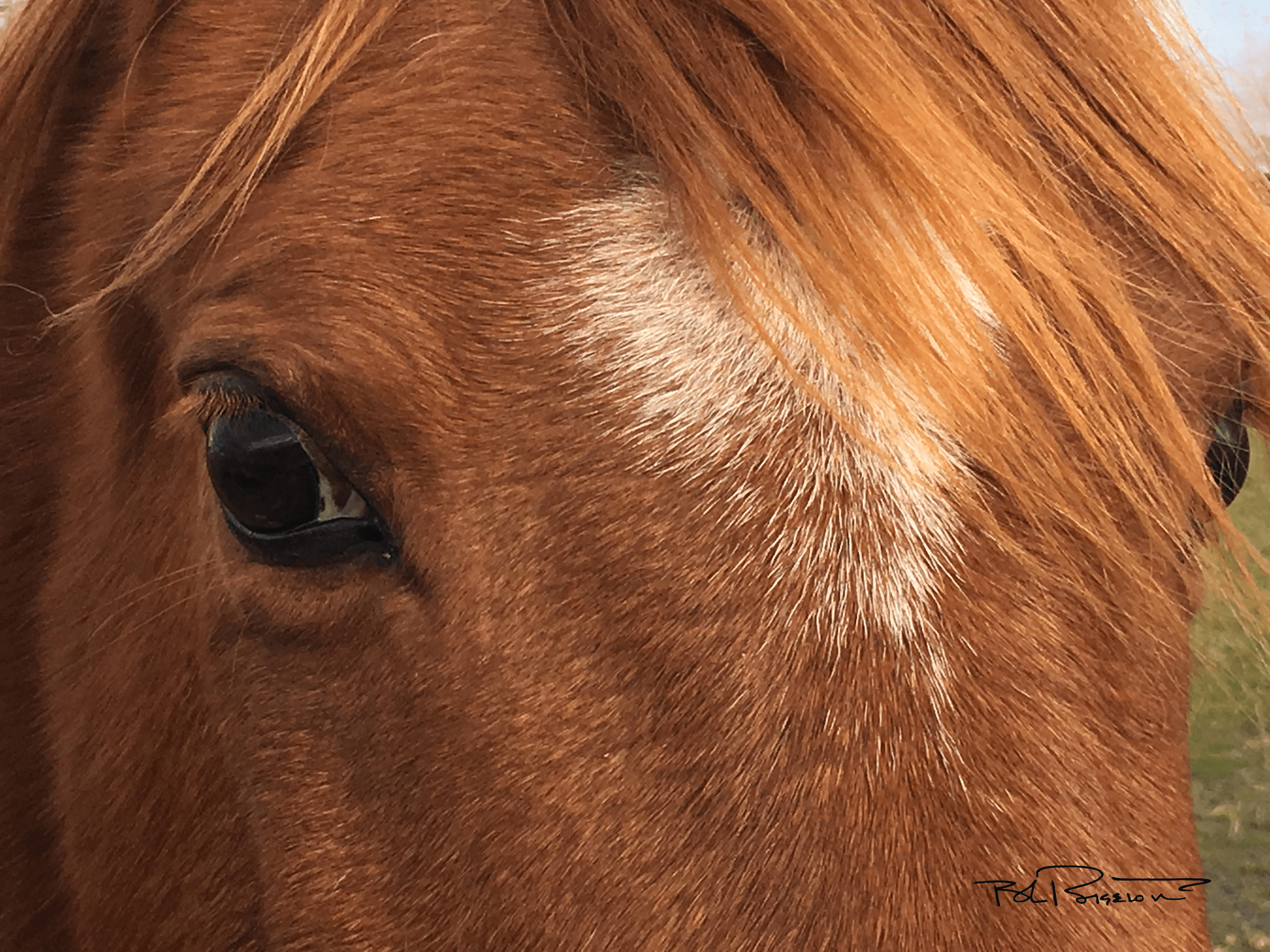 Pony Eye 1